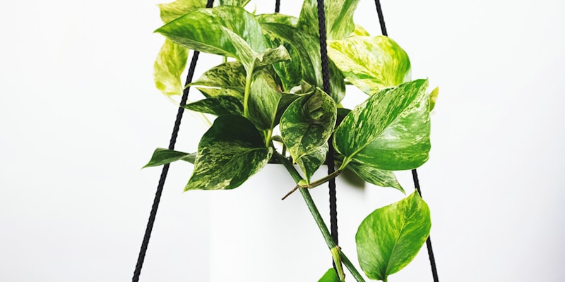 2026世界杯主办城市体育场外观 - 现代建筑设计与绿茵场